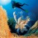 Discover Sea World (Sharm El sheikh) Diving activity