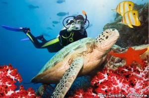 Diving in Hurghada
