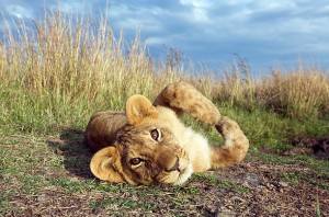 Sakura Kenya tour Packages