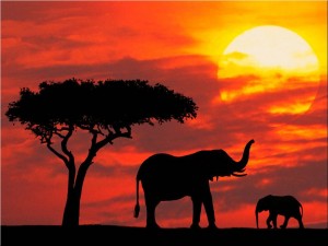 Sakura Kenya tour Packages